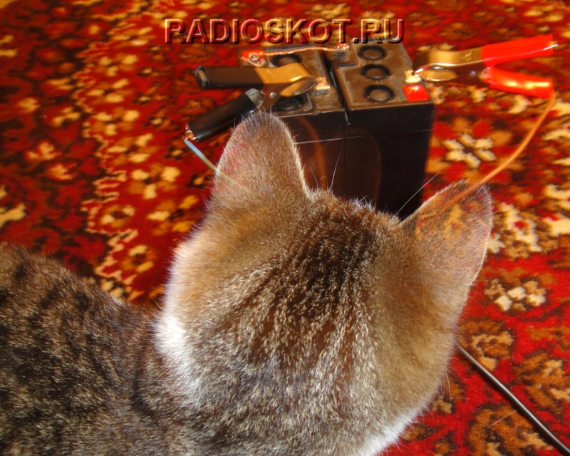 Кот и КОРПУС ДЛЯ УСИЛИТЕЛЯ